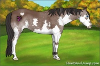 Horse Color:Bay Splash 
