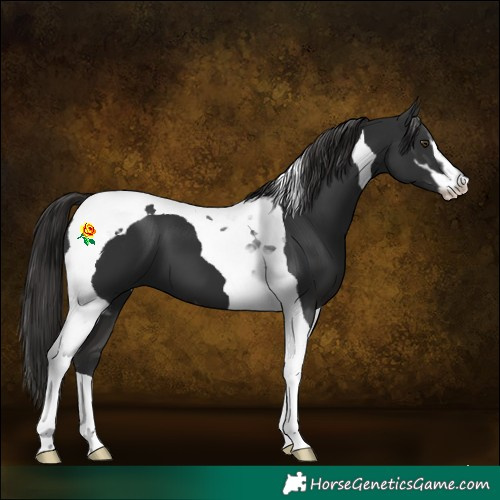 Horse Color:Liver Chestnut Sabino Tobiano 