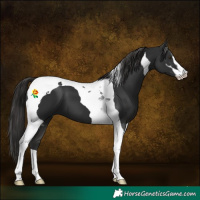 Horse Color:Liver Chestnut Sabino Tobiano 