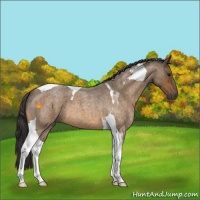 Horse Color:Buckskin Roan Tobiano 