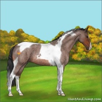 Horse Color:Bay Roan Tobiano 