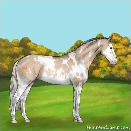 Horse Color:White Spotted Silver Bay Dun Splash Rabicano 