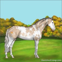 Horse Color:White Spotted Silver Bay Dun Splash Rabicano 