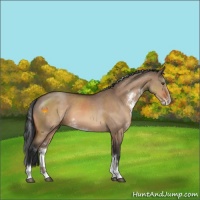 Horse Color:Brown Dun Sabino Rabicano