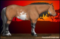 Horse Color:White Spotted Bay Sabino Frame 