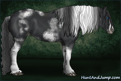 Horse Color:White Spotted Black Splash Tobiano Frame Appaloosa