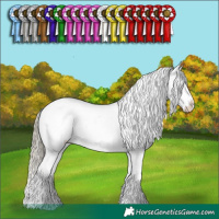 Horse Color:Chestnut Mushroom Tobiano Appaloosa