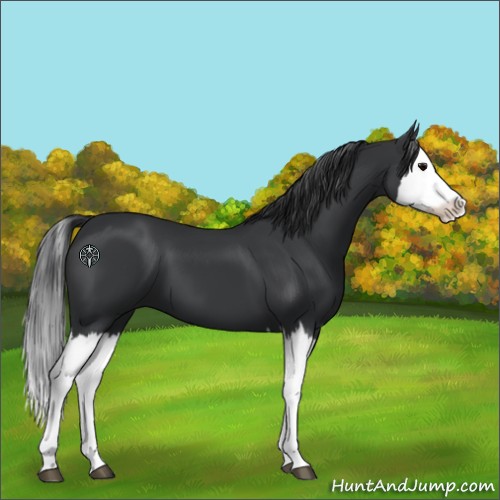 Horse Color:Black Splash 