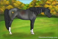Horse Color:Black 