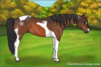 Horse Color:Bay Tobiano 