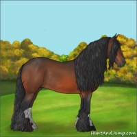 Horse Color:Bay Rabicano