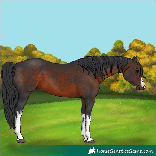 Horse Color:White Spotted Brown 