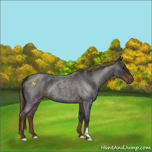 Horse Color:Liver Red Roan 