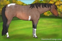 Horse Color:Bay Roan Tobiano