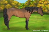 Horse Color:Buckskin 