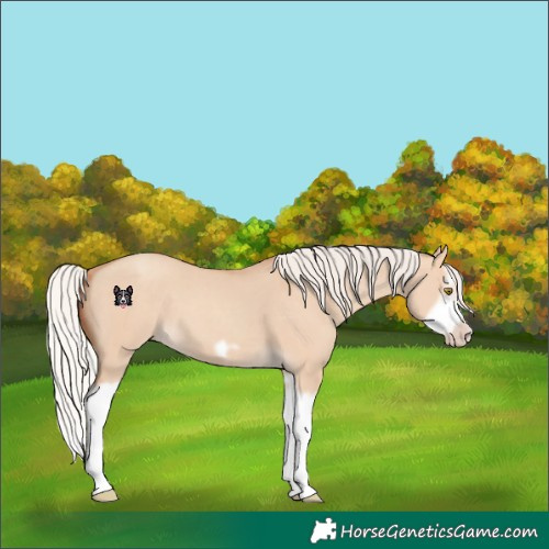 Horse Color:Silver Classic Champagne Dun Splash Frame 