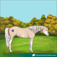 Horse Color:Silver Classic Champagne Dun Splash Frame 