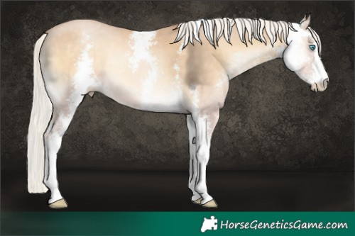 Horse Color:Silver Buckskin Pearl Onyx Sabino 