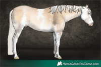 Horse Color:Silver Buckskin Pearl Onyx Sabino 