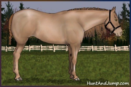 Horse Color:Liver Chestnut Pearl 