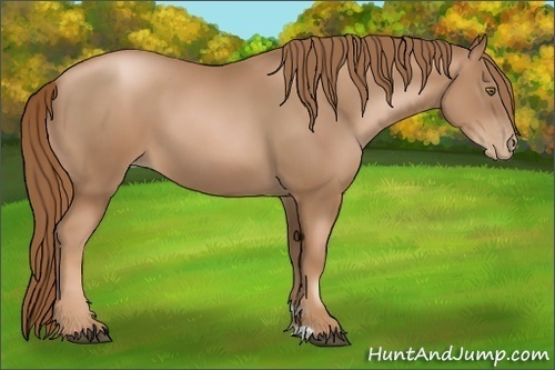 Horse Color:Liver Chestnut Pearl 
