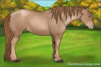 Horse Color:Liver Chestnut Pearl 