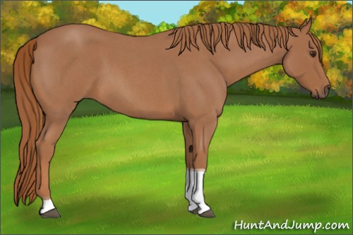Horse Color:Unknown 