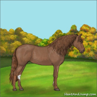 Horse Color:Red Roan Rabicano 