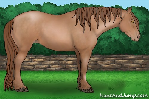Horse Color:Bay Pearl Sabino