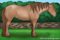Horse Color:Bay Pearl Sabino