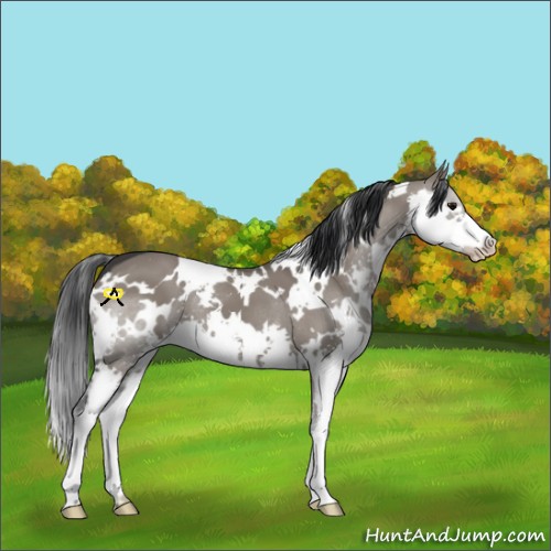 Horse Color:White Spotted Grullo Splash 