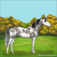 Horse Color:White Spotted Grullo Splash 