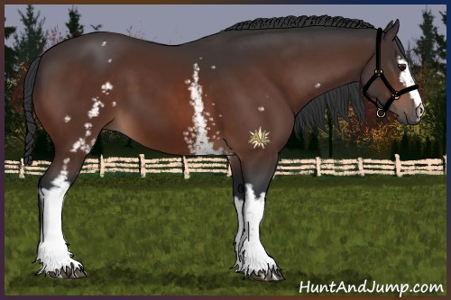 Horse Color:White Spotted Brown
