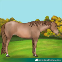 Horse Color:Liver Chestnut Pearl 