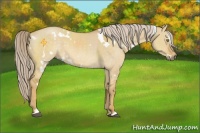 Horse Color:White Spotted Palomino Dun Sabino 