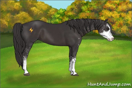 Horse Color:Smoky Black Sabino