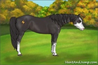 Horse Color:Smoky Black Sabino