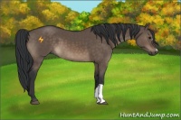 Horse Color:Brown Dun 