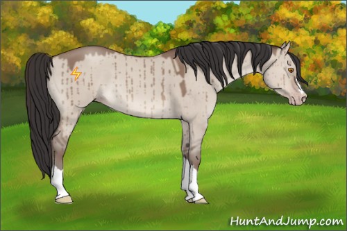 Horse Color:Sable Champagne Dun Brindle 