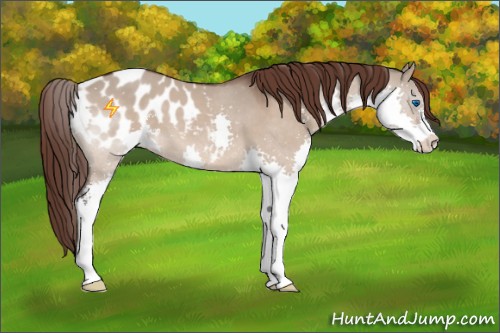 Horse Color:Brown Dun Sabino Splash Blanket