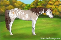 Horse Color:Brown Dun Sabino Splash Blanket