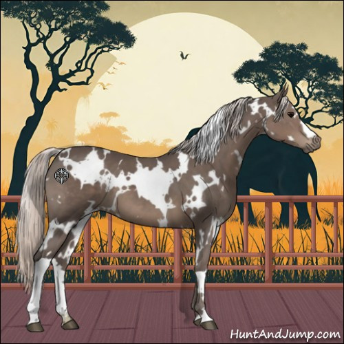 Horse Color:White Spotted Silver Black