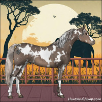 Horse Color:White Spotted Silver Black 