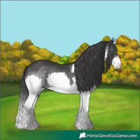 Horse Color:Black Splash