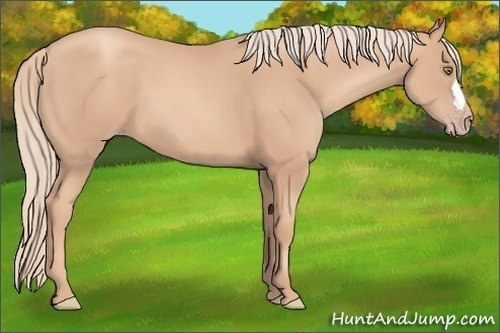Horse Color:Unknown 
