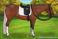 Horse Color:Silver Bay 