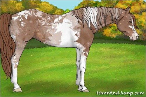 Horse Color:Chestnut Sabino Tobiano 