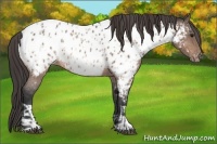 Horse Color:Bay Roan Appaloosa  and Bay Roan Appaloosa 