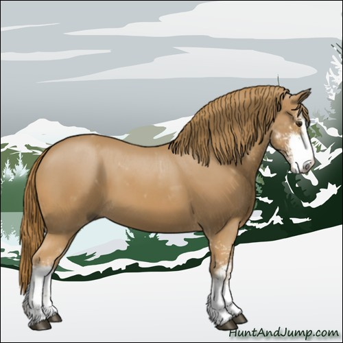 Horse Color:Chestnut Sabino 