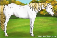 Horse Color:Painted White Spotted Bay Frame Appaloosa 